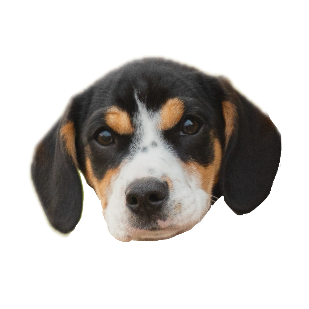 Duke - Trainer